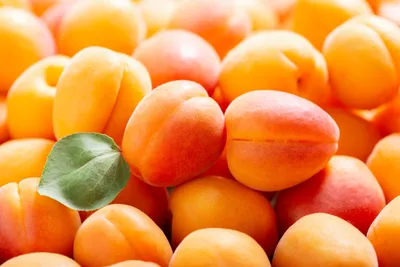 Topfil Apricot | Patisserie